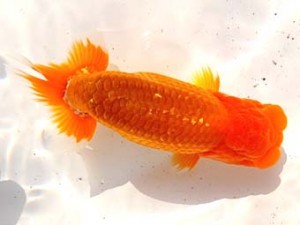 両毛愛魚会 勧進元一　木村　等