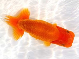 両毛愛魚会 勧進元二　中村正志