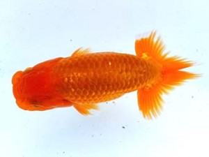 両毛愛魚会 行司二　北島欣一