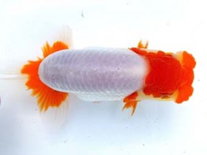 両毛愛魚会 行司三　白石史人