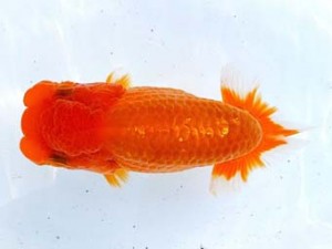 両毛愛魚会 脇行司一　一戸勇三