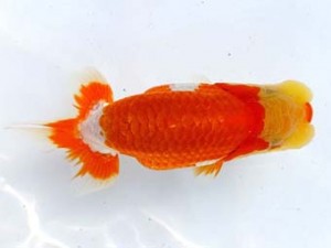 両毛愛魚会 脇行司二　白石史人