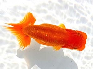 両毛愛魚会　西大関　北島欣一