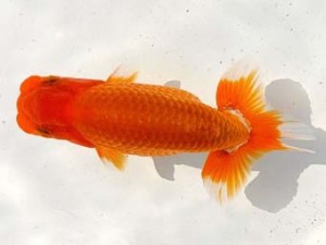 両毛愛魚会　立行司　中村正志