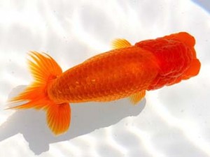 両毛愛魚会　取締一　塩原竹史