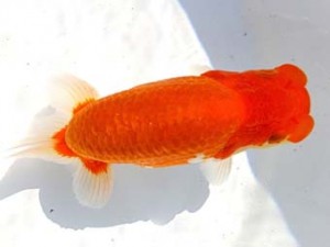 両毛愛魚会　取締二　野口正樹