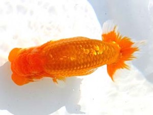 両毛愛魚会 東関脇　野口正樹