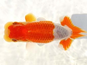 両毛愛魚会 西関脇　中村正志