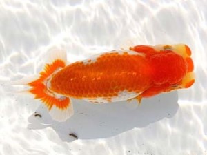 両毛愛魚会 東小結　高柳仲夫