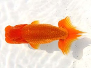 両毛愛魚会 西小結　木村　等