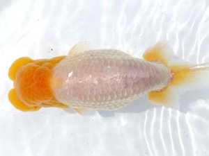 両毛愛魚会　東大関　中村正志