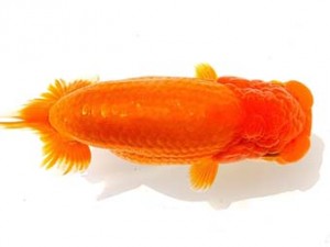 両毛愛魚会　西大関　高柳仲夫