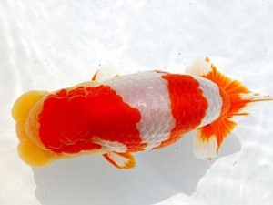 両毛愛魚会　立行司　中村正志