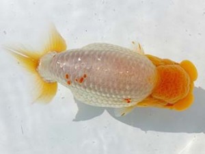 両毛愛魚会　取締一　中村正志