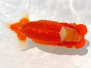 両毛愛魚会　取締二　平井恵次