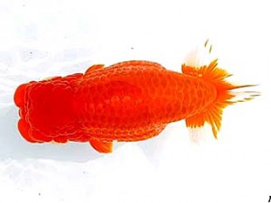 両毛愛魚会　東大関　平井恵次