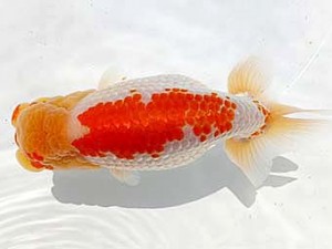 両毛愛魚会　西大関　中村正志