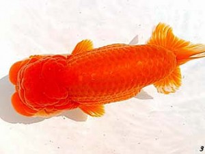 両毛愛魚会　立行司　平井恵次