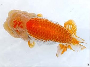 両毛愛魚会　取締一　高柳仲夫