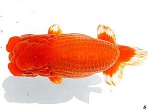 両毛愛魚会　取締二　山崎孝一