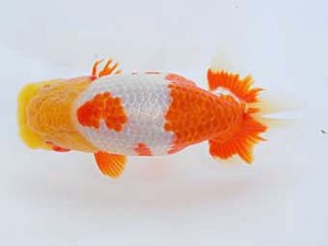 西部本部　東大関　胡本佳孝　岡山