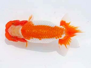 西部本部 勧進元一　高橋智泰　佐賀