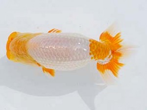 西部本部 行司一　武田悦男　広島