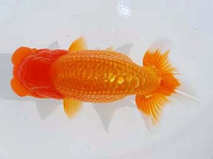 西部本部 行司二　藤野　武　香川