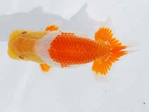 西部本部 行司三　藤原博文　徳島