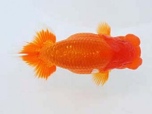 西部本部 脇行司二　阪口英雄　大阪