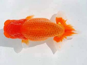 西部本部　西大関　西口武志　大阪