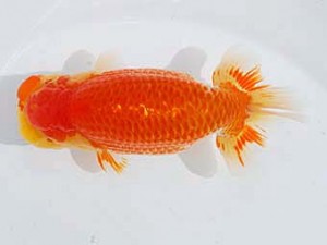 西部本部　立行司　太田黒正雄　熊本