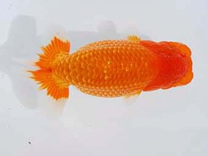 西部本部　東取締　原　賢二郎　大分