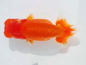 西部本部　西取締　村岡祥行　兵庫