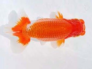 西部本部 東関脇　坂野　清　徳島