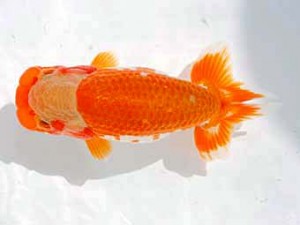 西部本部 東小結　胡本佳孝　岡山