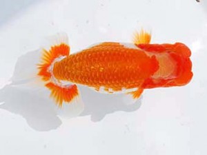 西部本部 西小結　高尾昌幸　岡山