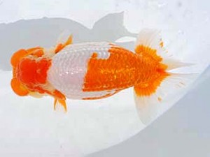 西部本部　東大関　中島健一郎　岡山