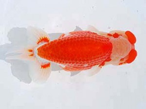 西部本部　西大関　成田大記　愛媛