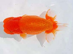 西部本部　立行司　杉谷典彦　熊本