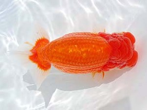 錦蘭会　東大関　中島健一郎　岡山