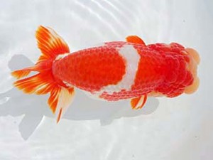 錦蘭会　立行司　東　秀明　福岡