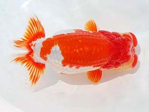 錦蘭会　東取締　東　秀明　福岡