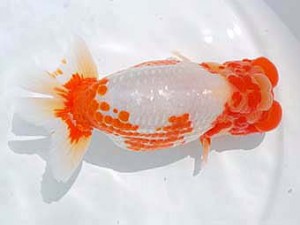 錦蘭会　西取締　中島健一郎　岡山