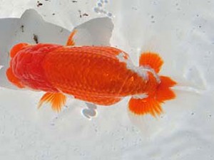 志摩紅鱗会　西大関　山口広隆　津市