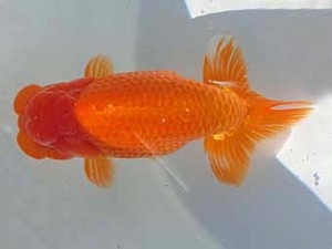 志摩紅鱗会　東大関　大田恒男　志摩市