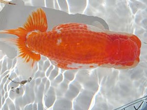 志摩紅鱗会　東大関　林　瑞貴　大王