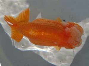 志摩紅鱗会　立行司　大田恒男　志摩市