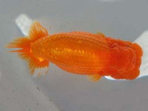 志摩紅鱗会　取締一　小河　孝　阿児