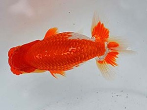 清水らんちう同好会　東大関　齋藤宏典